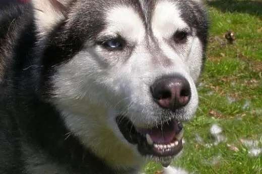 Czaki, husky czeka na dom,  kujawsko-pomorskie Toruń