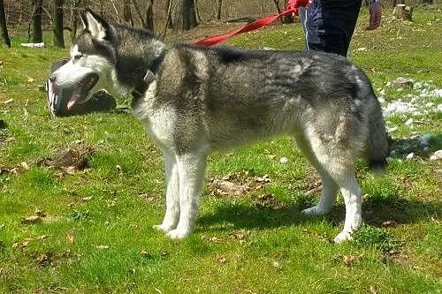 Czaki, husky czeka na dom,  kujawsko-pomorskie Tor