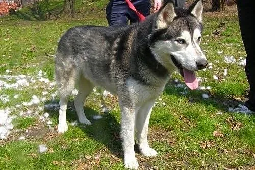 Czaki, husky czeka na dom,  kujawsko-pomorskie Tor
