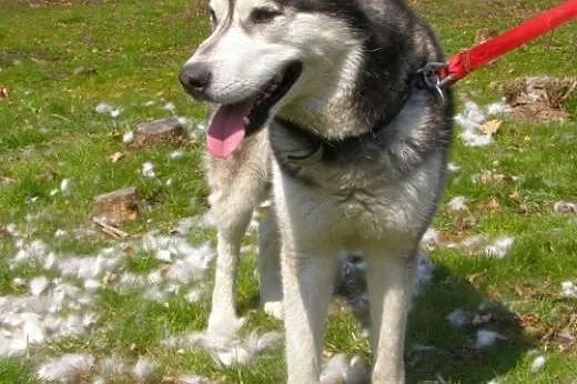 Czaki, husky czeka na dom,  kujawsko-pomorskie Tor
