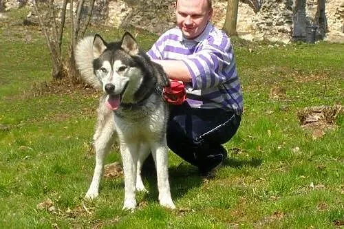 Czaki, husky czeka na dom,  kujawsko-pomorskie Tor