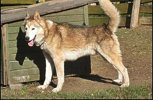 Amarok - psiak w typie husky czeka na kochający do