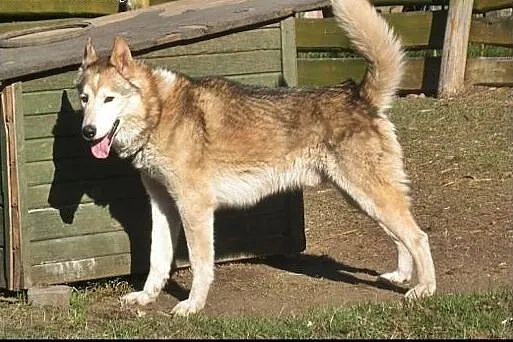 Amarok - psiak w typie husky czeka na kochający do