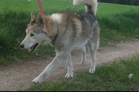 Amarok - psiak w typie husky czeka na kochający do