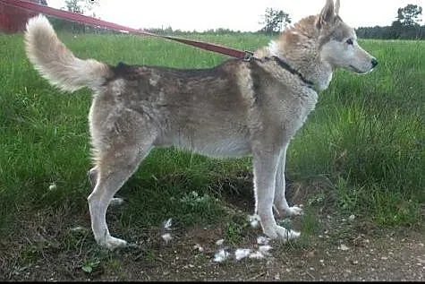 Amarok - psiak w typie husky czeka na kochający do