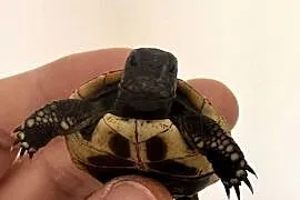 Żółw żółwie lądowe greckie Testudo hermanni młode 2025 okazja cala Polska