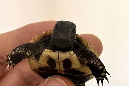 Żółw żółwie lądowe greckie Testudo hermanni młode 2025 okazja cala Polska