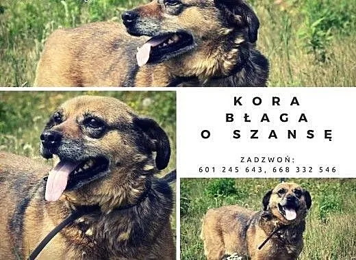 Babunia Kora błaga o szansę, małopolskie Kraków