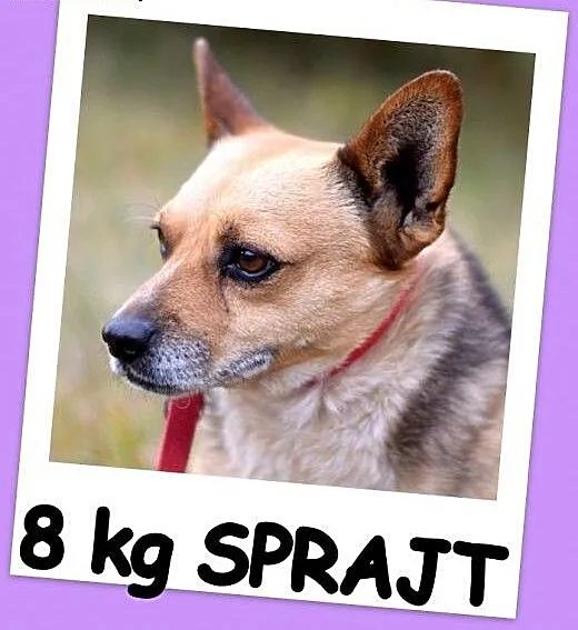 Mały 8 kg piesek SPRAJT,grzeczny,przyjacielski.Ado