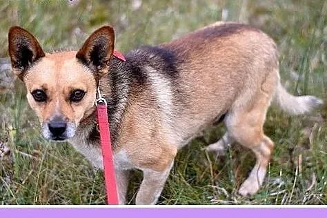 Mały 8 kg piesek SPRAJT,grzeczny,przyjacielski.Ado