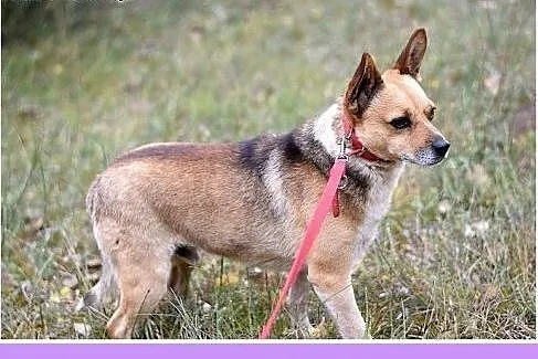 Mały 8 kg piesek SPRAJT,grzeczny,przyjacielski.Ado