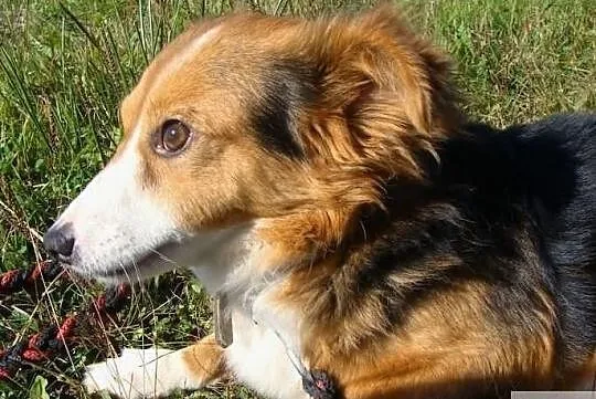 Lucky - mały bohater szuka domu, Świętokrzyskie, Busko-Zdrój