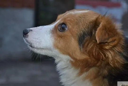 Lucky - mały bohater szuka domu, Świętokrzyskie, Busko-Zdrój