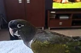 Papugi