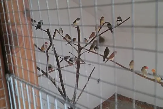 Ptaki egzotyczne, Czarnocin