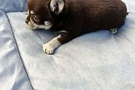 Śliczny piesek chihuahua okolice Warszawy