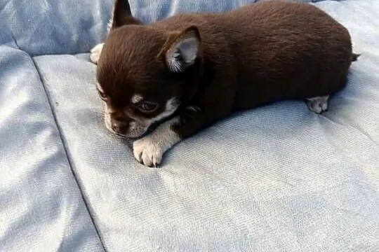 Śliczny piesek chihuahua okolice Warszawy, Mazowieckie, Płońsk
