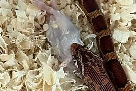 Wąż zbożowy