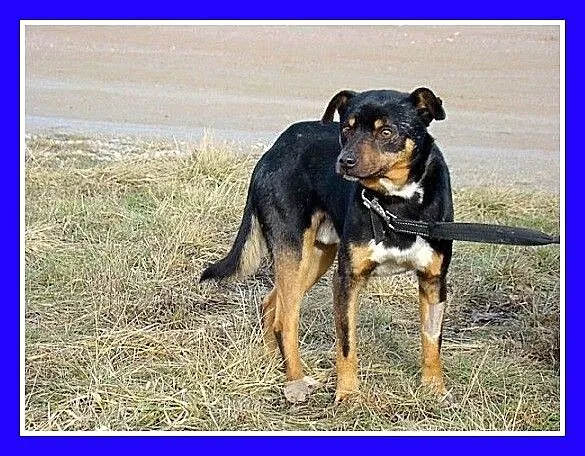 ROT piesek w typie pinczera, wesoły,przyjazny,kont