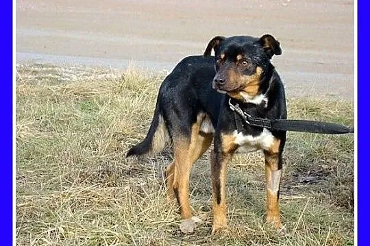 ROT piesek w typie pinczera, wesoły,przyjazny,kont