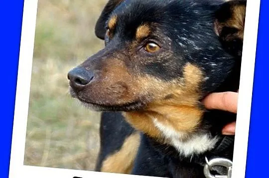 ROT piesek w typie pinczera, wesoły,przyjazny,kont