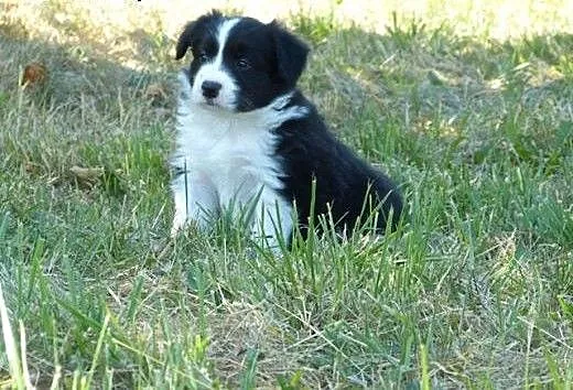 Rodowodowe szczenięta Border Collie, mazowieckie