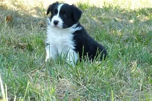 Rodowodowe szczenięta Border Collie,  mazowieckie 
