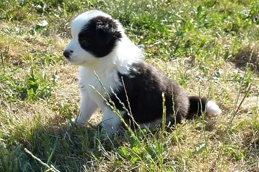 Rodowodowe szczenięta Border Collie,  mazowieckie 