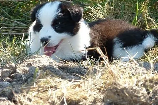 Rodowodowe szczenięta Border Collie,  mazowieckie 