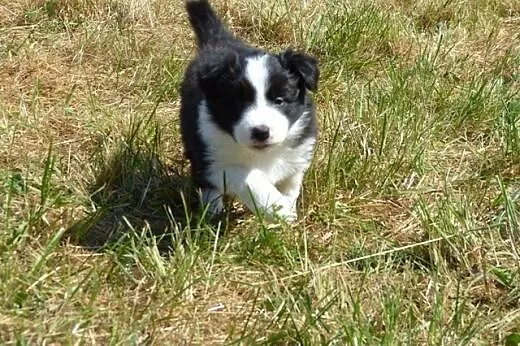 Rodowodowe szczenięta Border Collie,  mazowieckie 