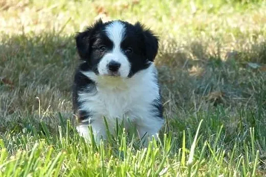 Rodowodowe szczenięta Border Collie,  mazowieckie 