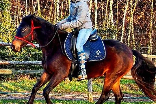 6 letnia klacz IRIS (rezerwacja), , Radgoszcz
