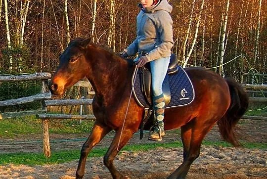 6 letnia klacz IRIS (rezerwacja), , Radgoszcz