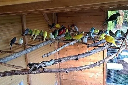Sprzedam papugi widoczne na zdjęciach, Wielkopolskie, Konin