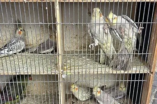 Sprzedam papugi widoczne na zdjęciach, Wielkopolskie, Konin
