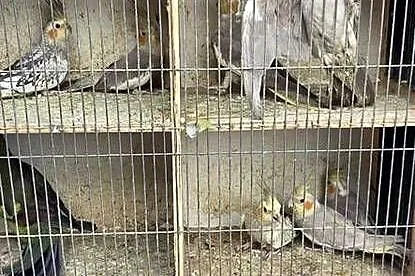 Sprzedam papugi widoczne na zdjęciach, Wielkopolskie, Konin