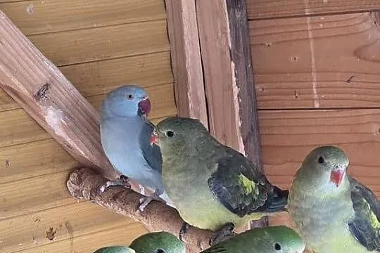 Sprzedam papugi widoczne na zdjęciach, Wielkopolskie, Konin