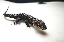 PARKA! Scynk krokodylowy Tribolonotus gracilis jaszczurka gady sklep