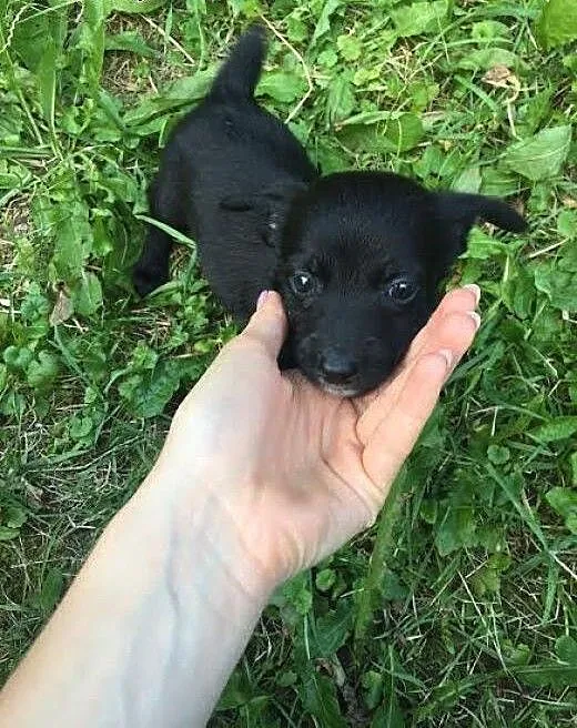 Szczeniak PACINO szuka domu, adoptuj!, mazowiecki
