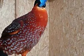 Bażant tragopan tyminek