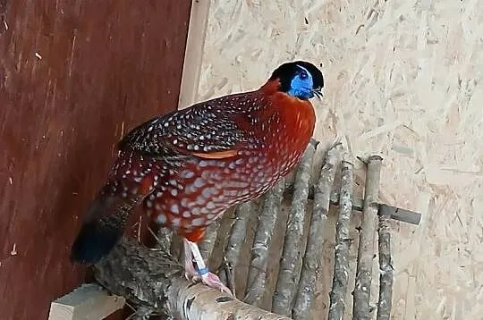 Bażant tragopan tyminek, Pomorskie, Prabuty