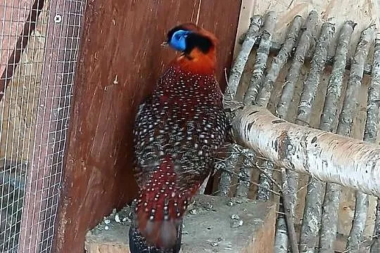 Bażant tragopan tyminek, Pomorskie, Prabuty