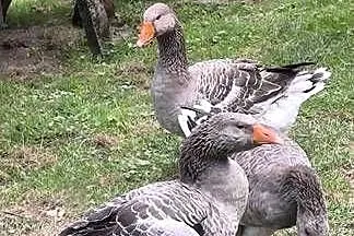 Sprzedam Gęsi i kaczki.