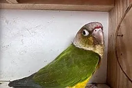 Rudosterki