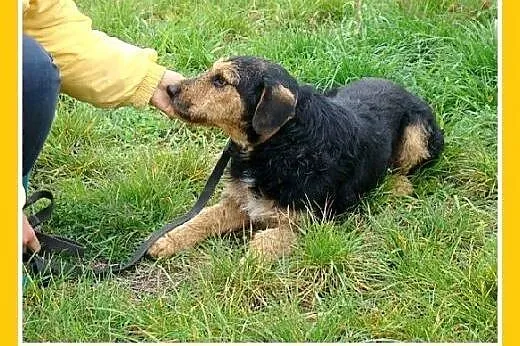 Grube łapki,krępa budowa,wesoły,przyjazny pies GON