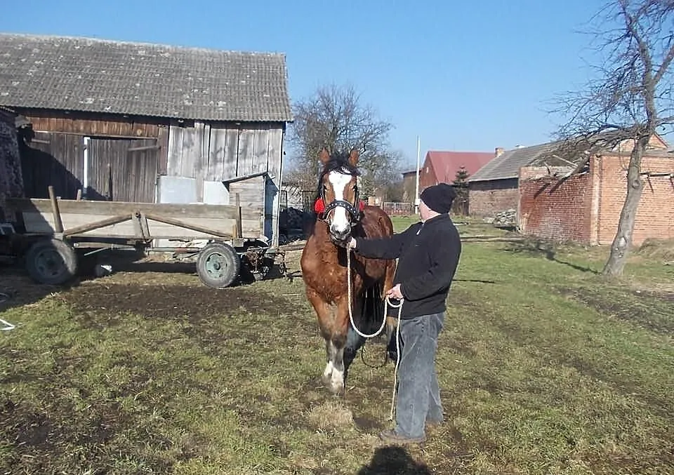 Sprzedam piękna klaczkę