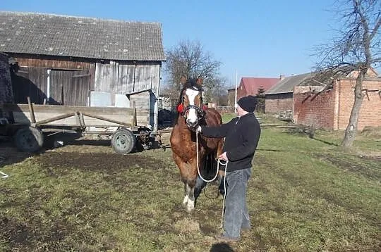 Sprzedam piękna klaczkę