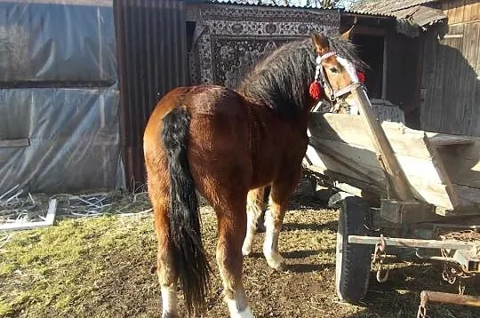Sprzedam piękna klaczkę