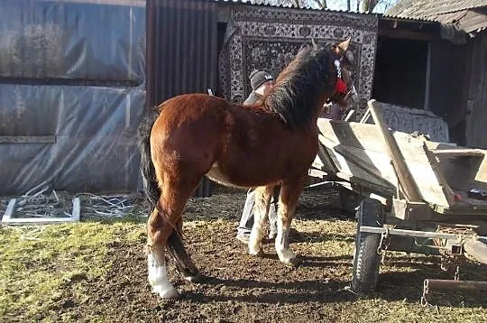 Sprzedam piękna klaczkę
