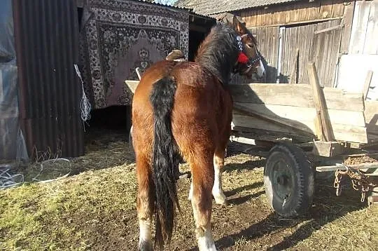 Sprzedam piękna klaczkę